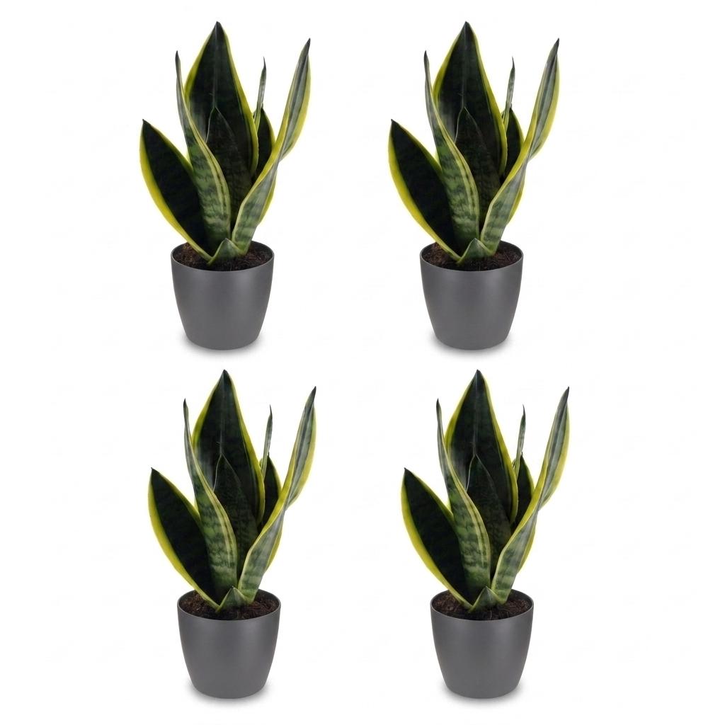 Green boutiQ - Sansevieria Future Superb - Snake Plant - 4 Plants - with Potter Grijs - Pot 12cm - Height - 35cm