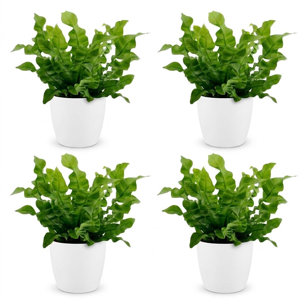 Asplenium Crispy Wave - Asplenium Crispy Wave - 4 Piante - con Vaso Bianco - Vaso 12cm - Altezza 30cm
