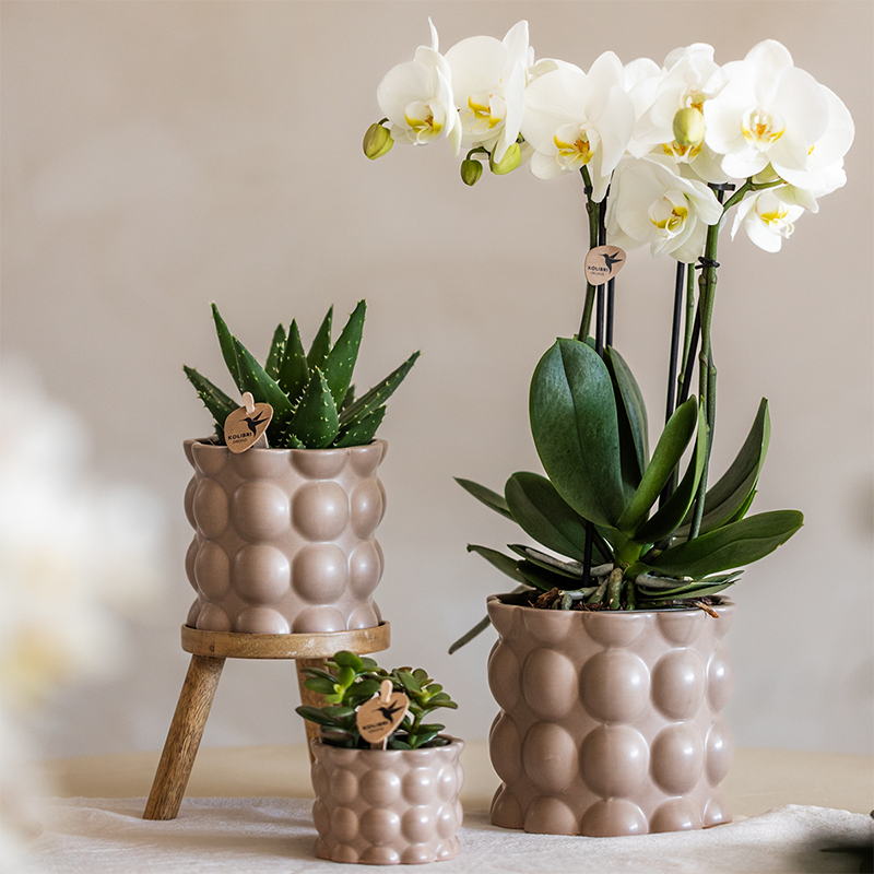 Kolibri Orchids | Set di piante Cotton sabbia | Piante verdi con orchidea Phalaenopsis bianca Ghent in vasi decorativi in ceramica