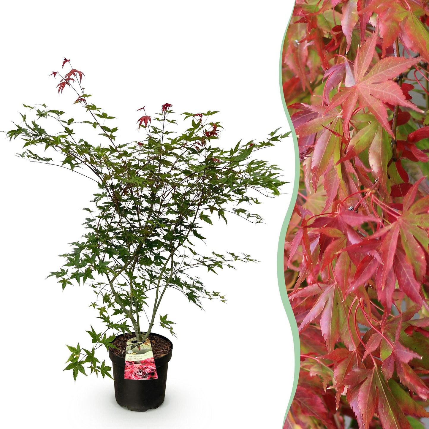 Garden Plant - Acer palmatum Beni Maiko - Japanese Maple - Deciduous - Red - 1 - Pot 26cm - Height 90cm