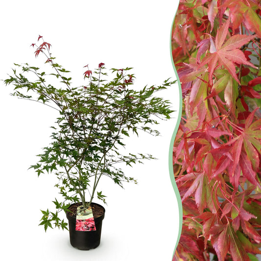 Tuinplant - Acer palmatum Beni Maiko - Japanse Esdoorn - Bladverliezend - Rood - 1 - Pot 26cm - Hoogte 90cm