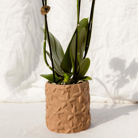 Kolibri Orchids | Set of orchid Bolzano and succulents in ceramic decorative pots - pot size Ø9cm &amp; Ø6cm | flowering houseplant - fresh from the grower