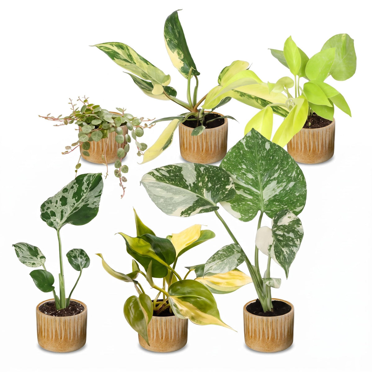 6x Baby Tropical Mix - Vari - Tropicale - incl. Linnea Honey - Ø6cm - ↕10-15cm