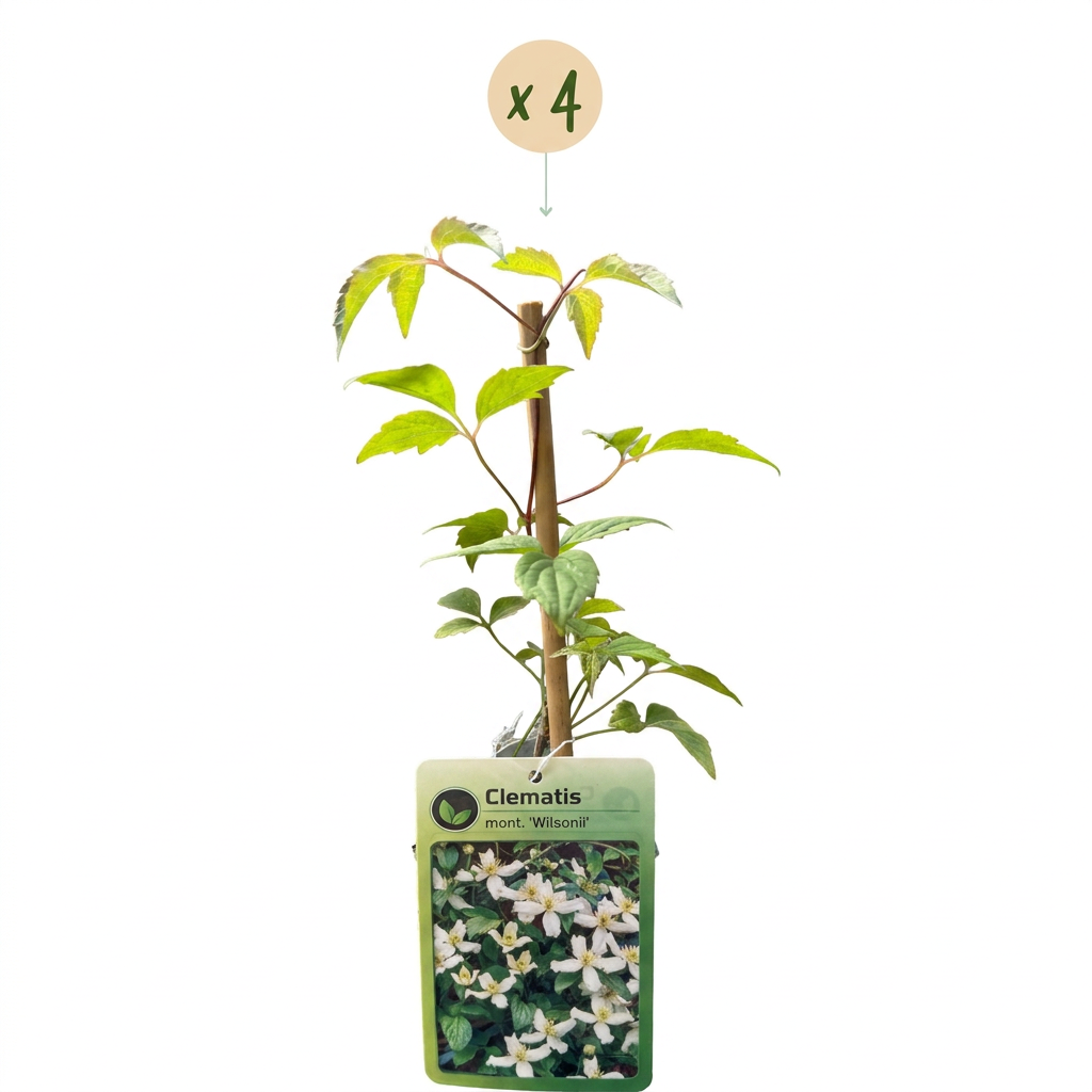 4x Clematis mont. 'Wilsonii' - Mountain Clematis - White - Climbing plant - Ø9cm - ↕35cm