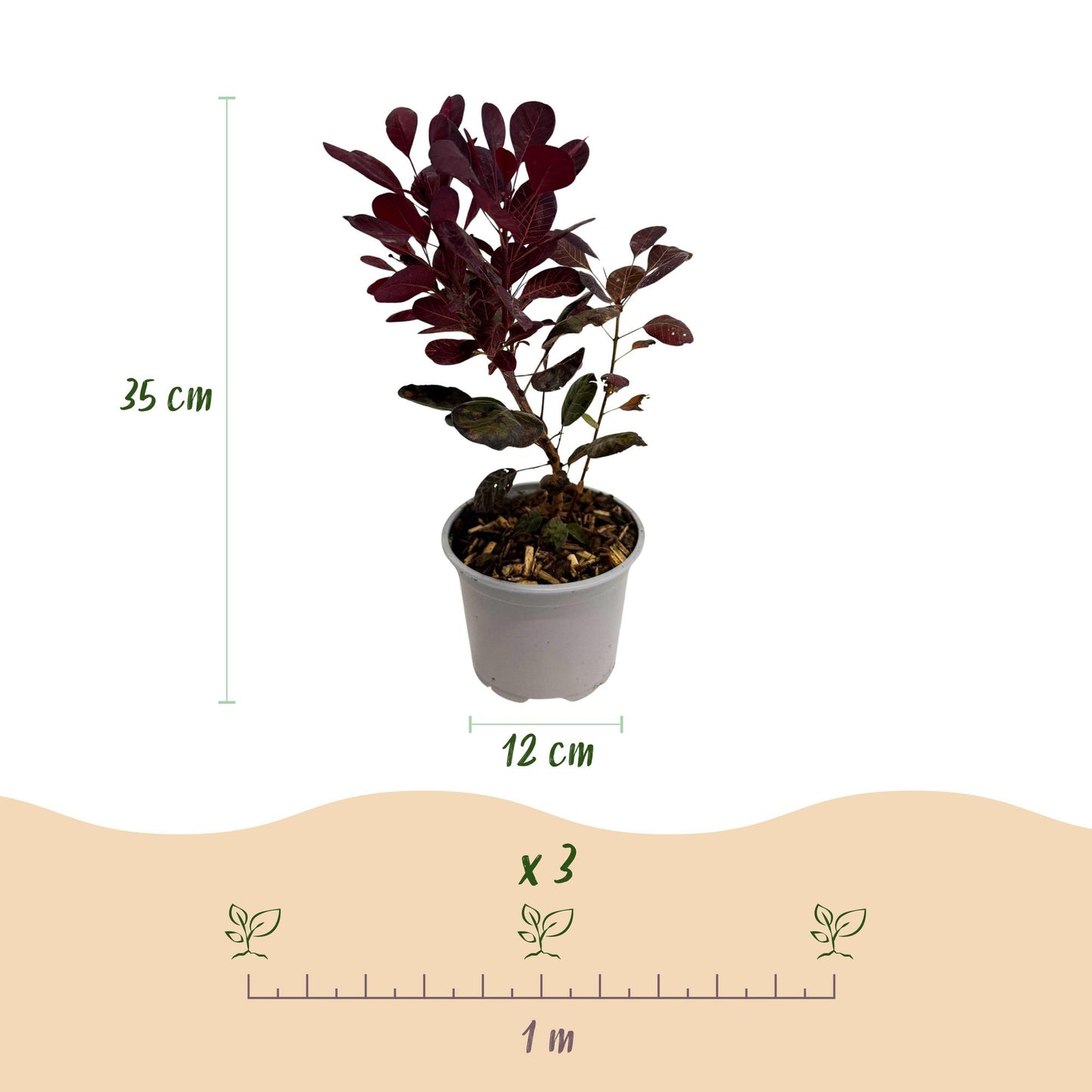 Green boutiQ - Garden plant - Cotinus coggyria Lilla - Purple 3 Plants - Deciduous - Low Maintenance - Pot 12cm Height 35cm