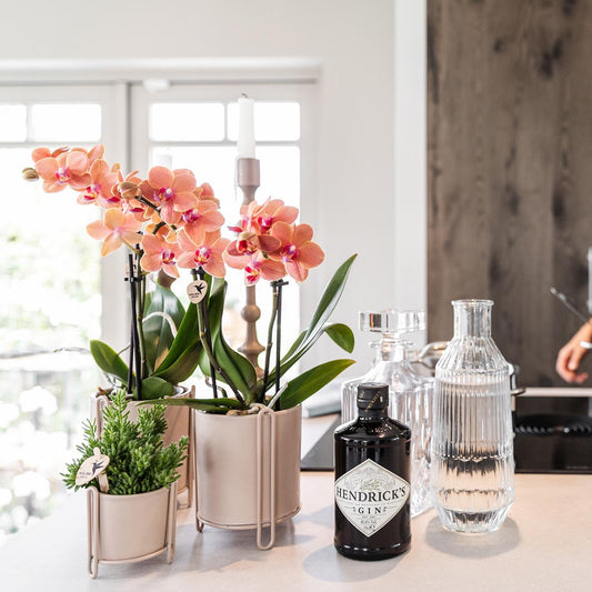 Orchidee colibrì | OFFERTA COMBI di 2 orchidee Phalaenopsis arancioni - Bolzano - vaso Ø9cm pianta da appartamento fiorita - fresche dal coltivatore