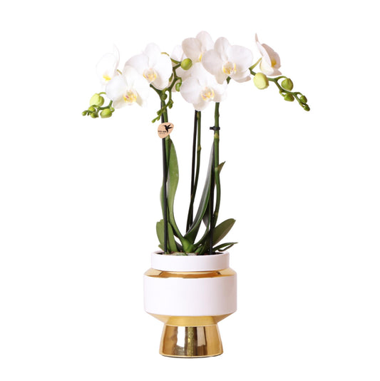 Orchidee colibrì | Orchidea Phalaenopsis bianca – Vaso ornamentale Amabilis + Le Chic oro – dimensioni vaso Ø9cm – altezza 40cm | pianta d'appartamento fiorita in vaso di fiori - fresca dal coltivatore