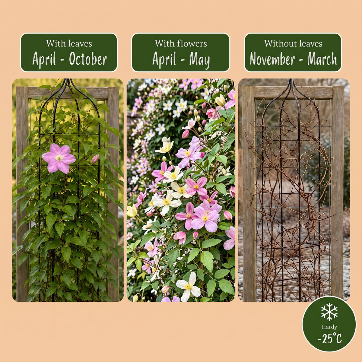 6x Clematis montana Tricolour - Mountain Clematis - White - Pink - Light Pink - Climbing plant - Ø9cm - ↕35cm