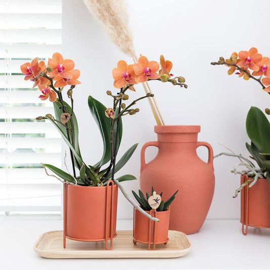 Orchidee colibrì | Orchidea Phalaenopsis arancione - Mineral Bolzano - vaso Ø9cm | pianta d'appartamento in fiore - fresca dal coltivatore