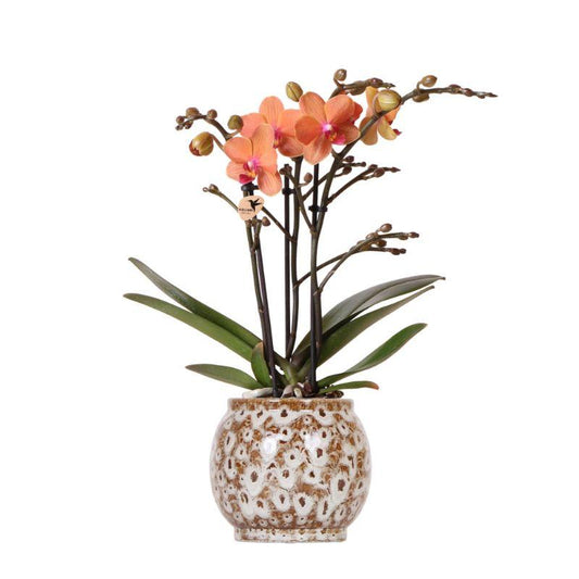 Orchidee colibrì | Orchidea Phalaenopsis arancione - Minerale Bolzano + vaso Safari - dimensioni vaso Ø9cm | pianta d'appartamento in fiore - fresca dal coltivatore