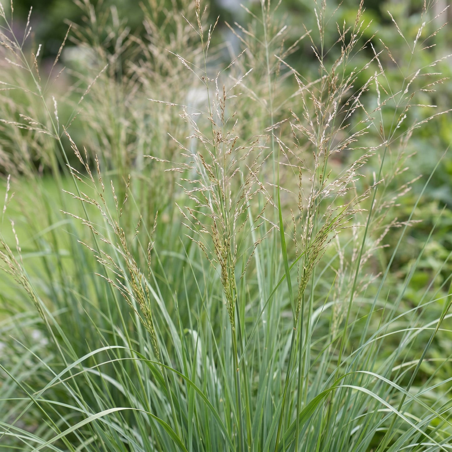 Grassen - Molinia arund. Karl Foerster - Pijpestrootje - Met Pluim - Groen - 6 Planten - Pot 11cm - Hoogte 15-25cm