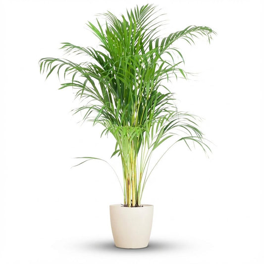Areca Palm (Dypsis)  with Potter white - 100cm - Ø21