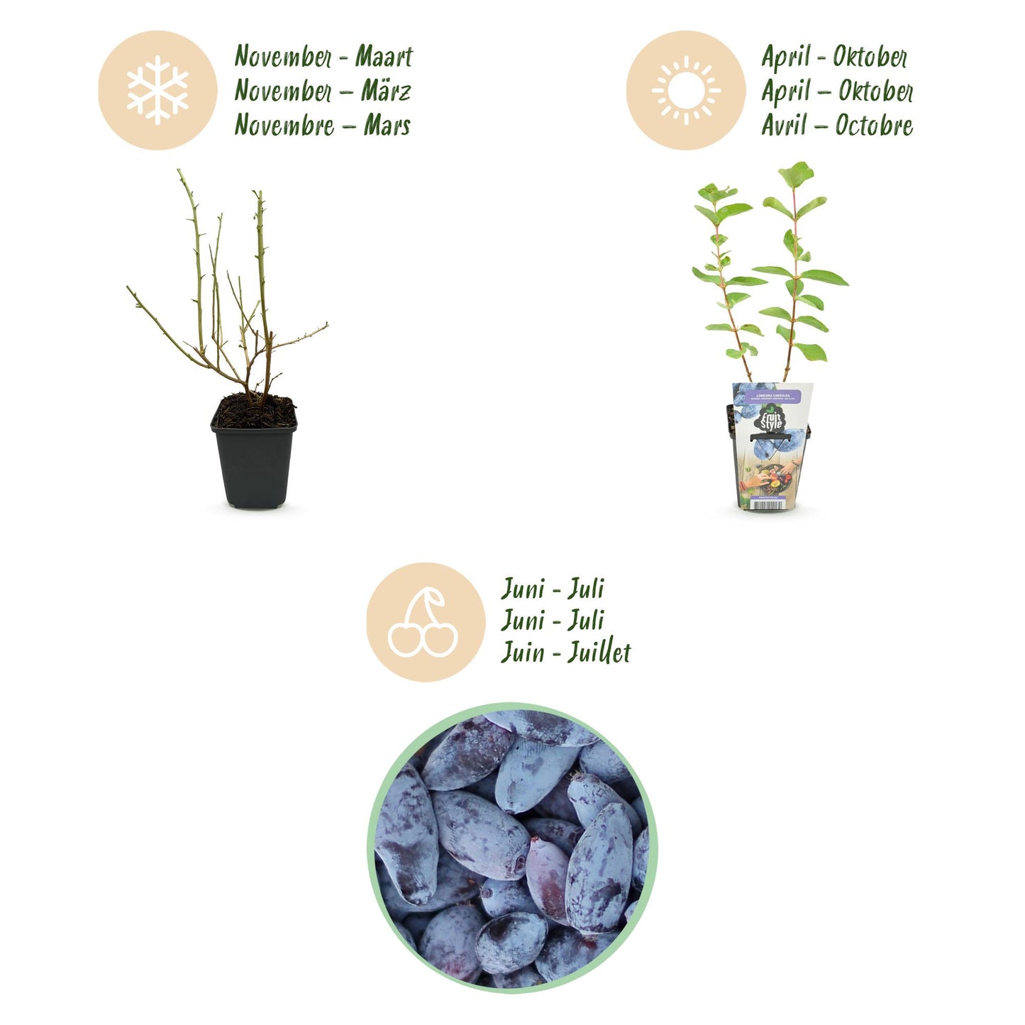 Green boutiQ - Fruit plants - Honeyberry - Lonicera caerulea Kamtschatica - Winter hardy - 6 plants - Pot 9 cm - Blueberry