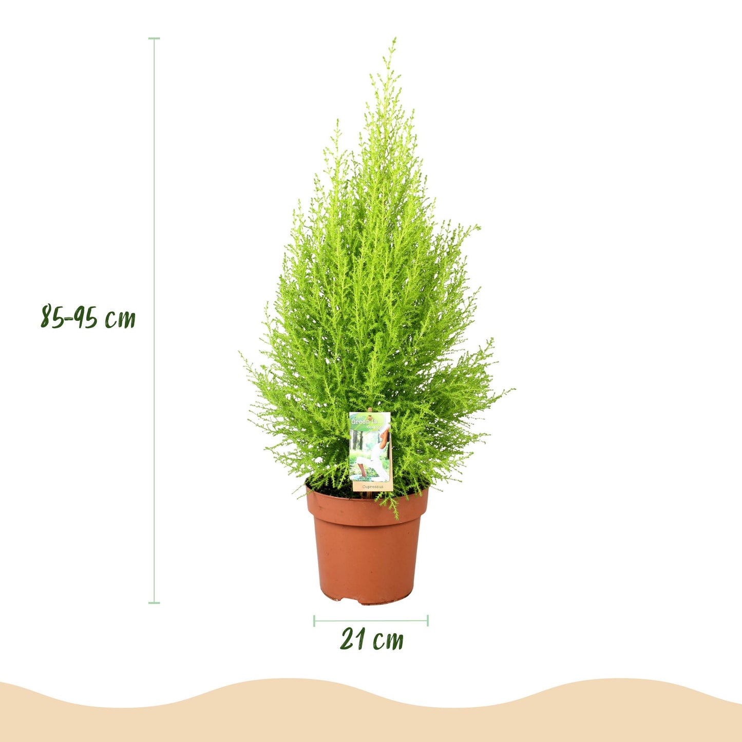 Green boutiQ - Houseplants - Cupressus Gold Crest Wilma - House conifer - Low maintenance - Green - 1 Plant - with Potter White - Pot 21cm - Height 85-95cm