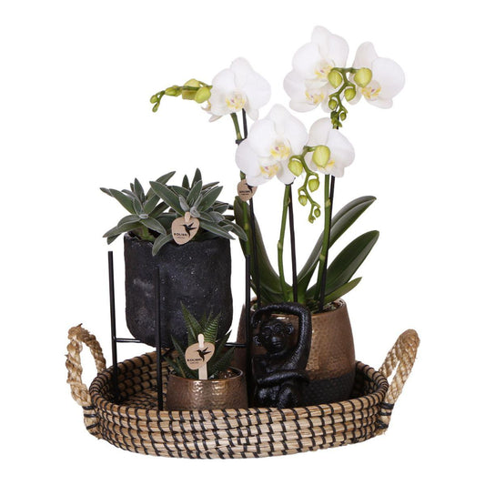 Kolibri Company | Set regalo Urban Nature | Set di piante con orchidee Phalaenopsis e piante grasse, inclusi vasi decorativi in ​​ceramica