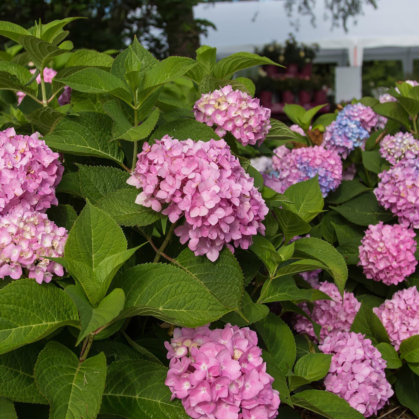 Green boutiQ - Garden Plant - Hydrangea Endless Summer The Original Pink - Hydrangea - Hardy - Pink - 48 Plants - Pot 14cm - Height 20-25cm