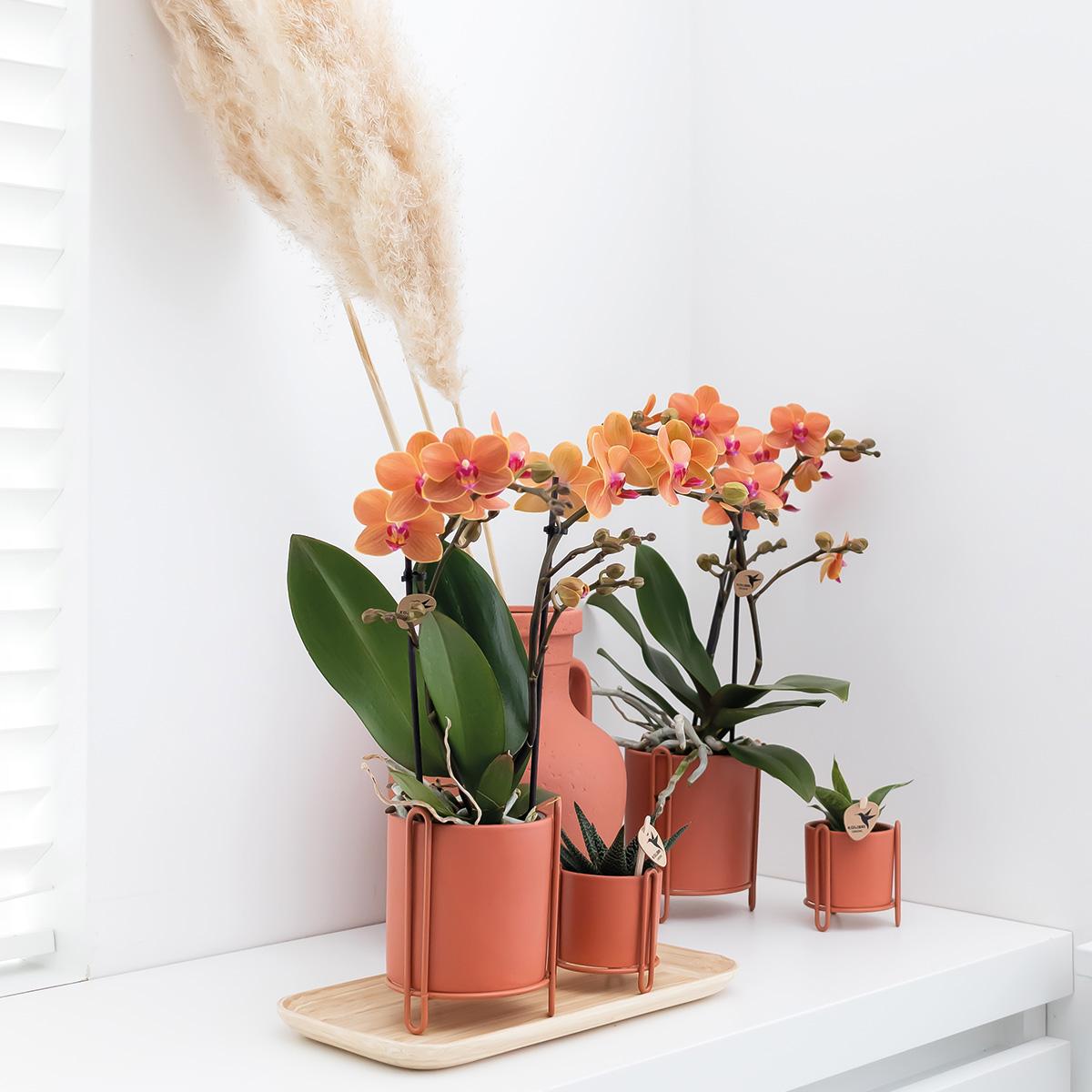 Orchidee colibrì | Orchidea Phalaenopsis arancione - Mineral Bolzano - vaso Ø9cm | pianta d'appartamento in fiore - fresca dal coltivatore