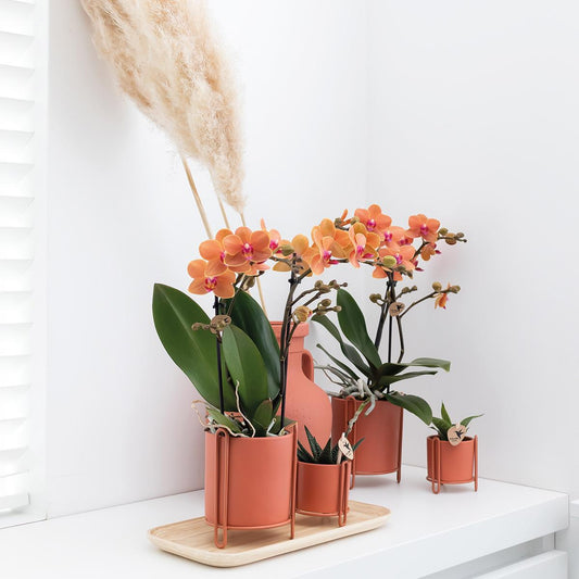 Orchidee colibrì | Orchidea Phalaenopsis arancione - Mineral Bolzano - vaso Ø9cm | pianta d'appartamento in fiore - fresca dal coltivatore