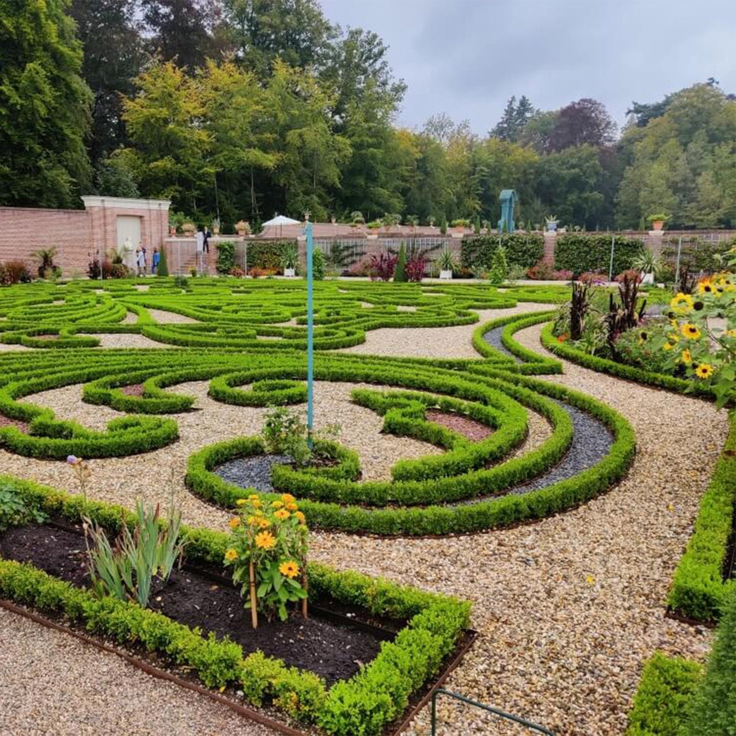 Green boutiQ - Buxus Hedge - BetterBuxus Babylon Beauty - Resistant to the Buxus blight - 16 plants - 2 linear meter - pot 9cm height 20-25
