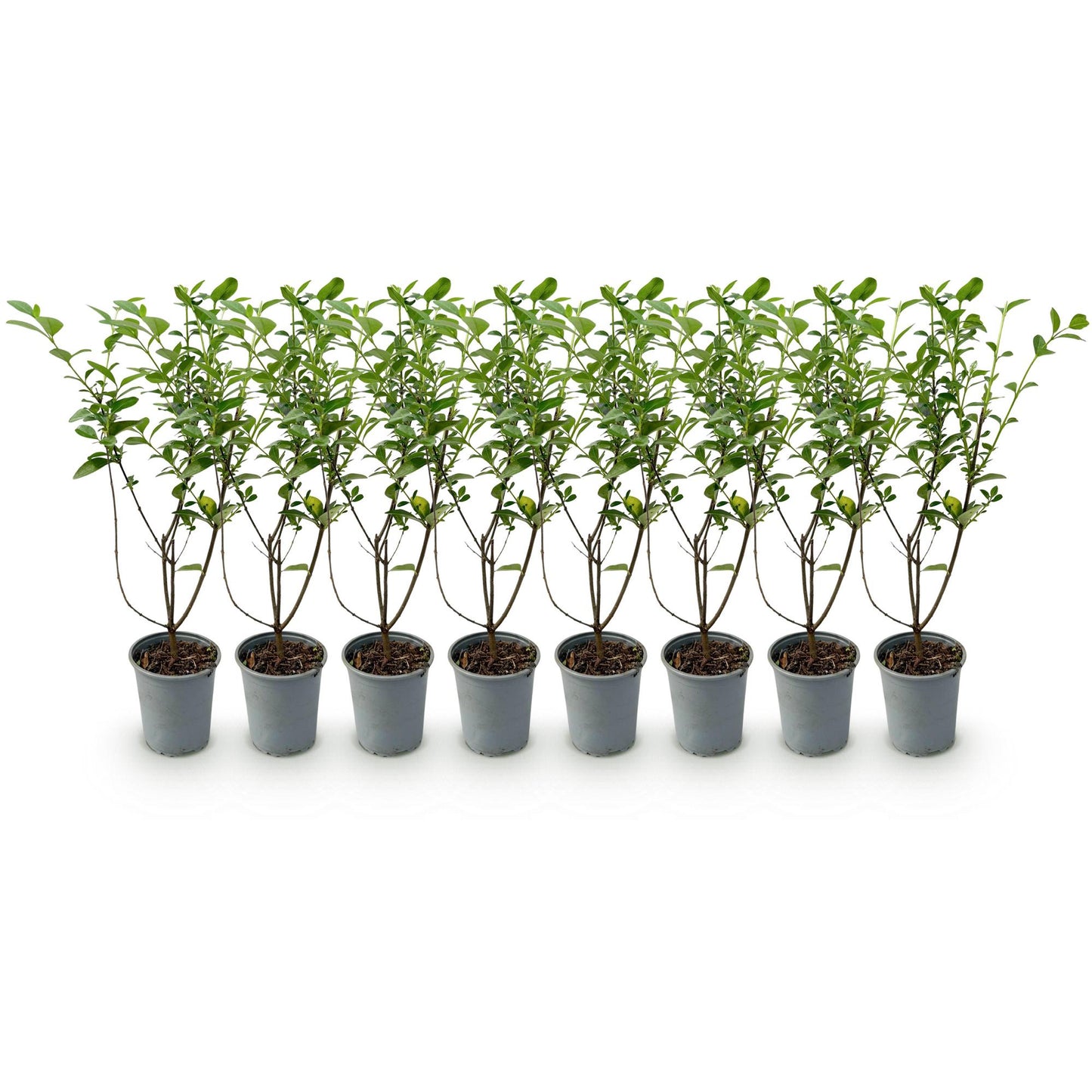 Green boutiQ - 8x Ligustrum ovalifolium - Common Privet - Hedge Plants - Evergreen - Green - 9cm Pot - Height 35-45cm