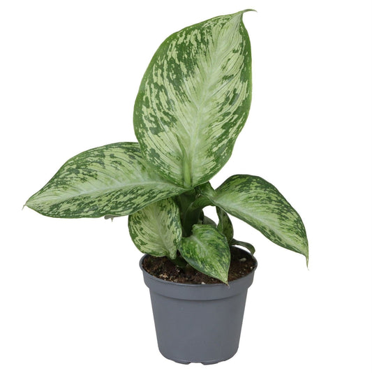 Dieffenbachia Snow - Sneeuwdieffenbachia - Groen - Tropisch - Ø6cm - ↕15cm