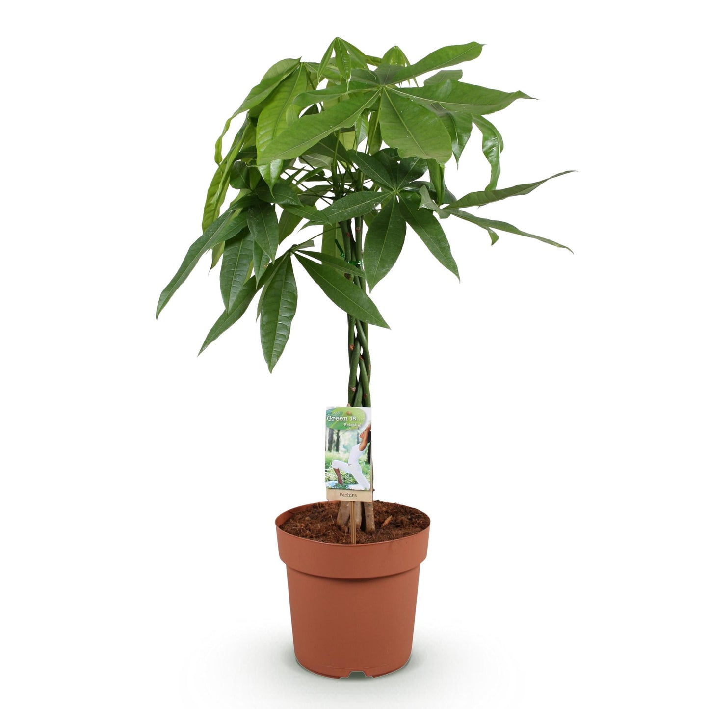 Green BoutiQ - Green is... Houseplants - Pachira Aquatica braided trunk - Money tree - Low maintenance - Green - 1 Plant - Pot 21cm - Height 80-90cm