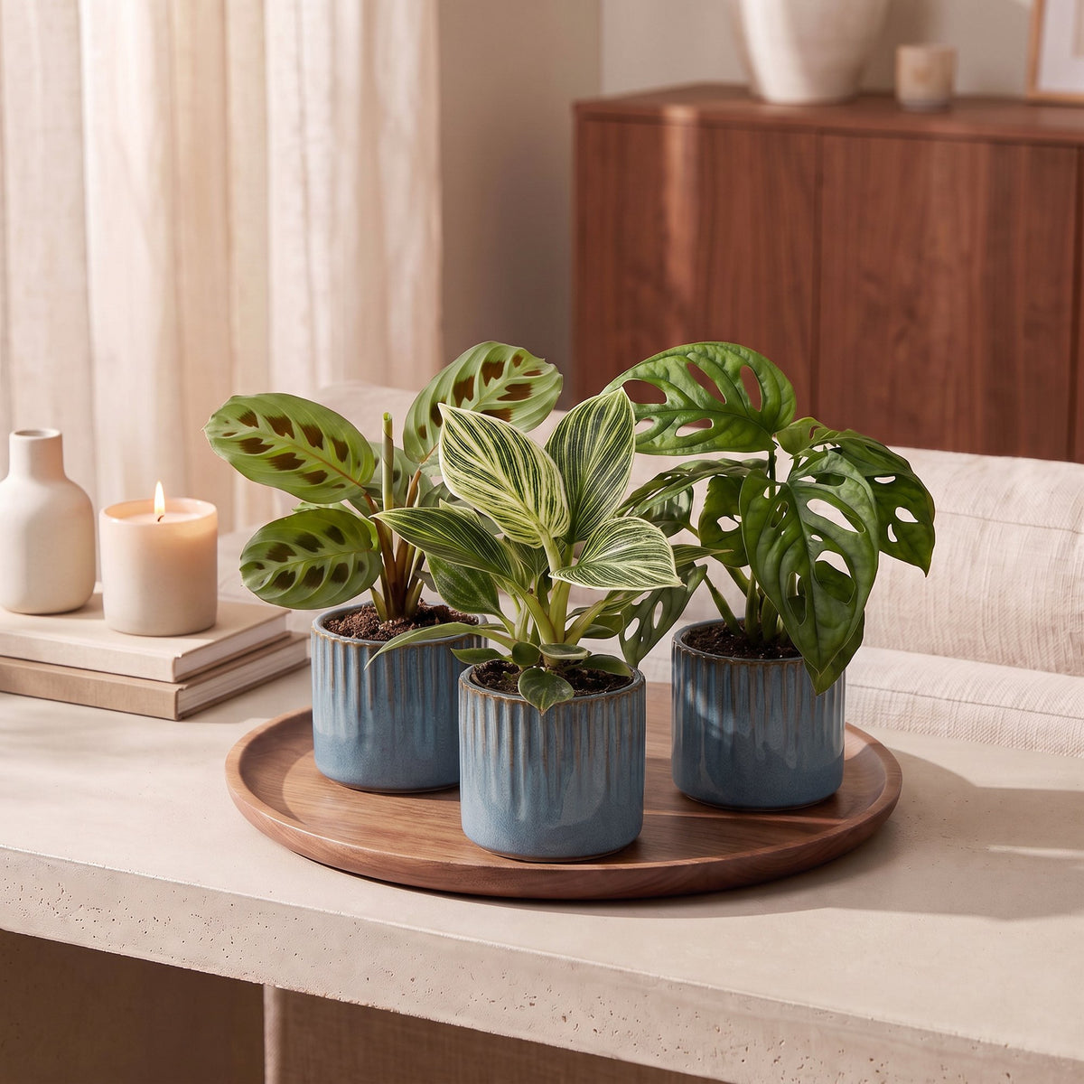 3x Baby Plants Surprise Box - Verrassingsbox kleine planten - Diversen - Tropisch - incl. Linnea Misty Blue - Ø6cm - ↕5-15cm