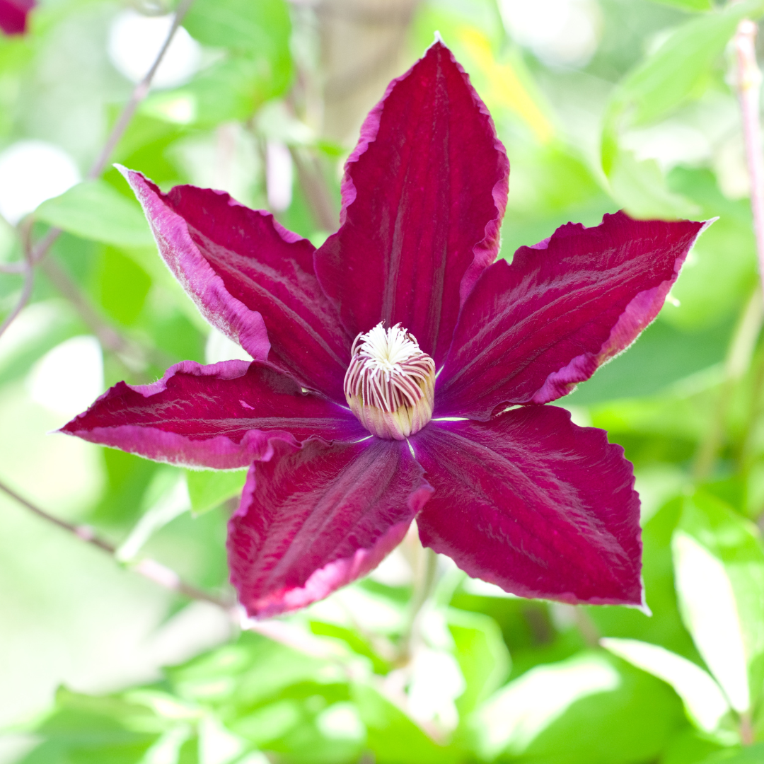 3x Clematis 'Rouge Cardinal' – P9 pot – beautiful red-flowering climbing plant