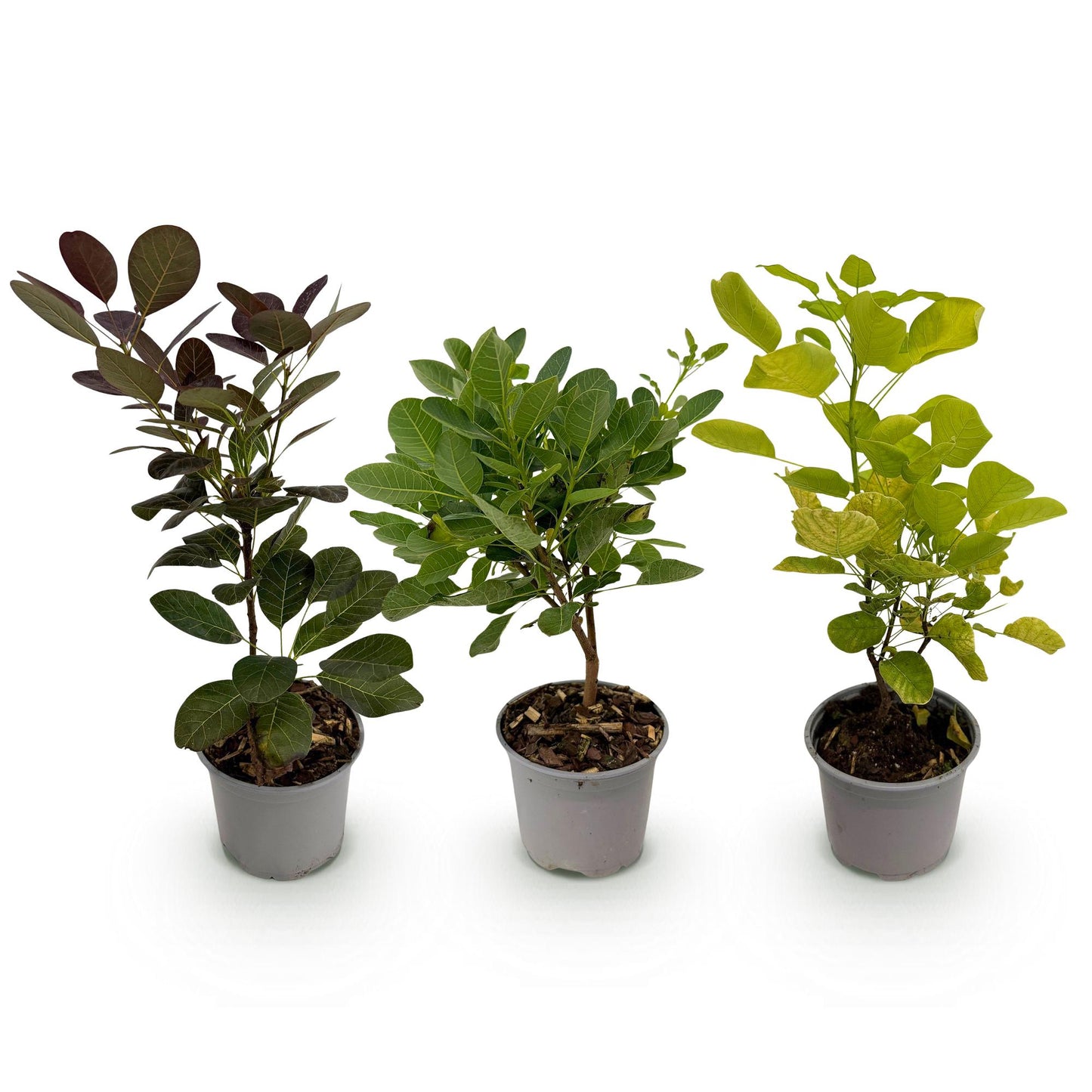 Garden Plant - Cotinus coggyria Tricolour - Purple-Green-Yellow - 3 Plants - Deciduous - Low Maintenance - 12cm Pot Height 35cm
