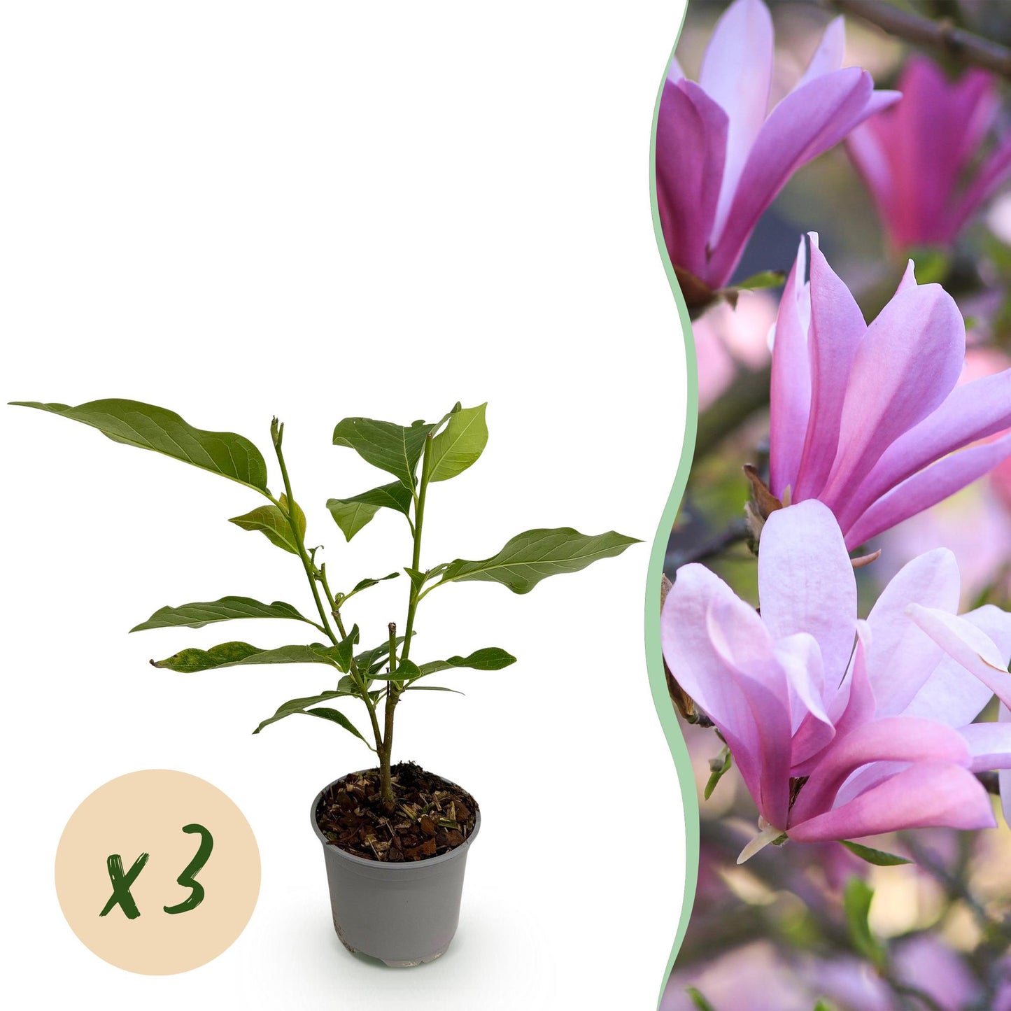 Green boutiQ - Garden Plant - Magnolia Betty - White Flower - 3 Plants - Deciduous - Low Maintenance - Pot 12cm Height 30cm