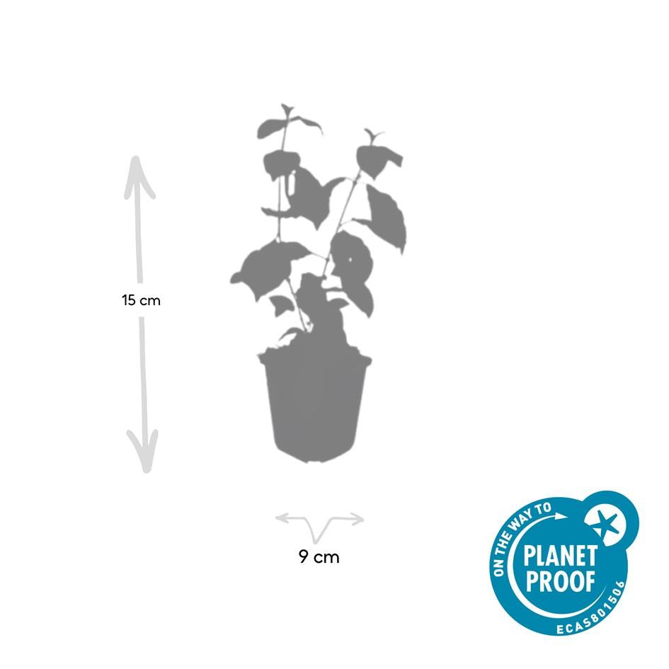 48x Cornus sang. 'Midwinter Fire' - ↕10-25cm - Ø9cm