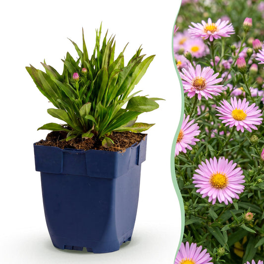 Vasteplant - Aster Wood's Pink - Pluimspirea - Bijen en Vlinderlokkers - Roze - 3 Planten - Pot 11cm - Hoogte 15-25cm