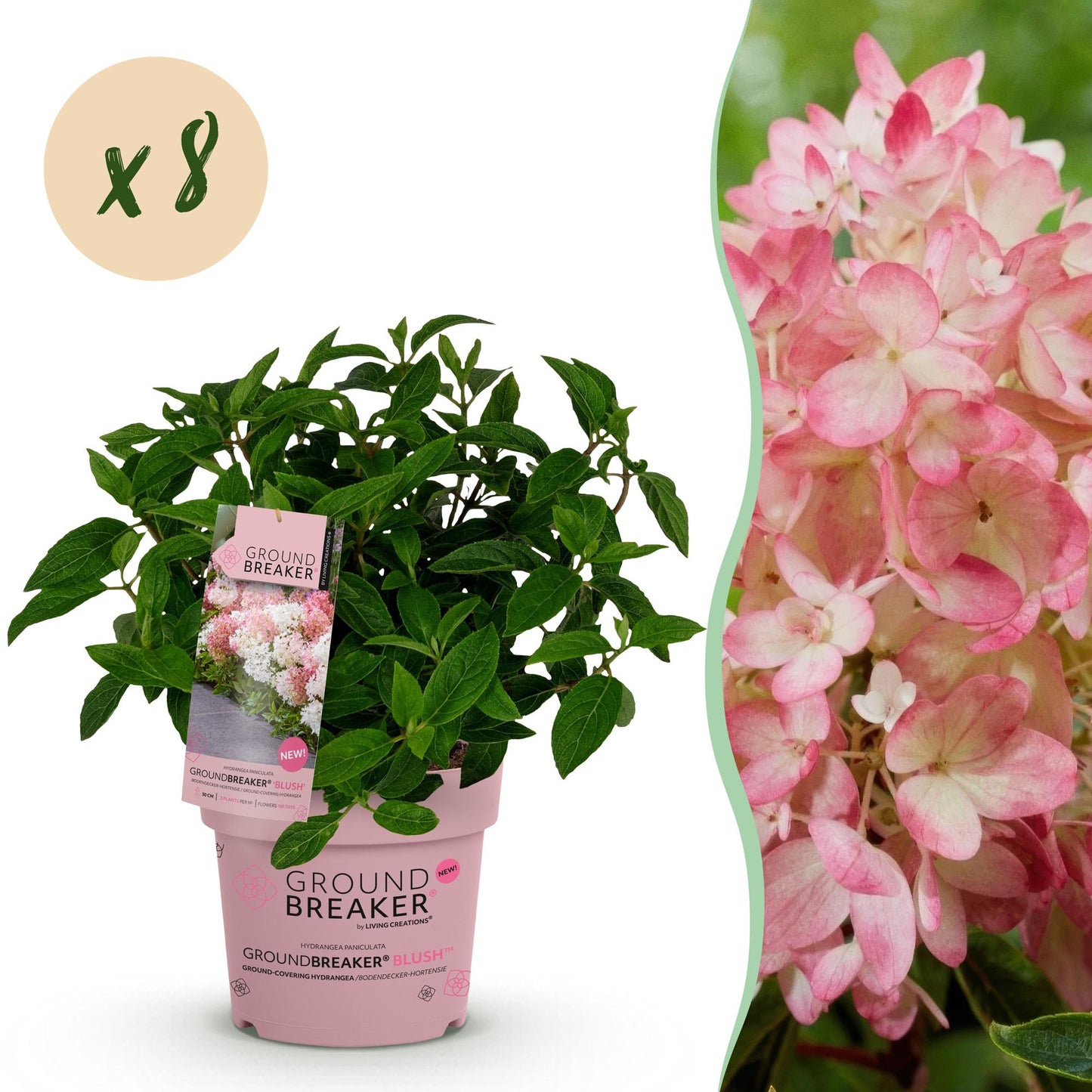 Green boutiQ - Garden Plant - Hydrangea panniculata Groundbreaker Blush - Peegee Hydrangea - Hardy - Pink - 8 Plants - Pot 14cm - Height 20-25cm