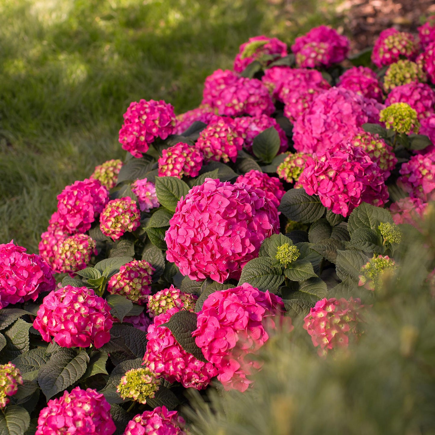 Tuinplant - Hydrangea Endles Summer Summer Love Red - Hortensia - Winterhard - Rood - 1 Plant - Pot 14cm - Hoogte 20-25cm