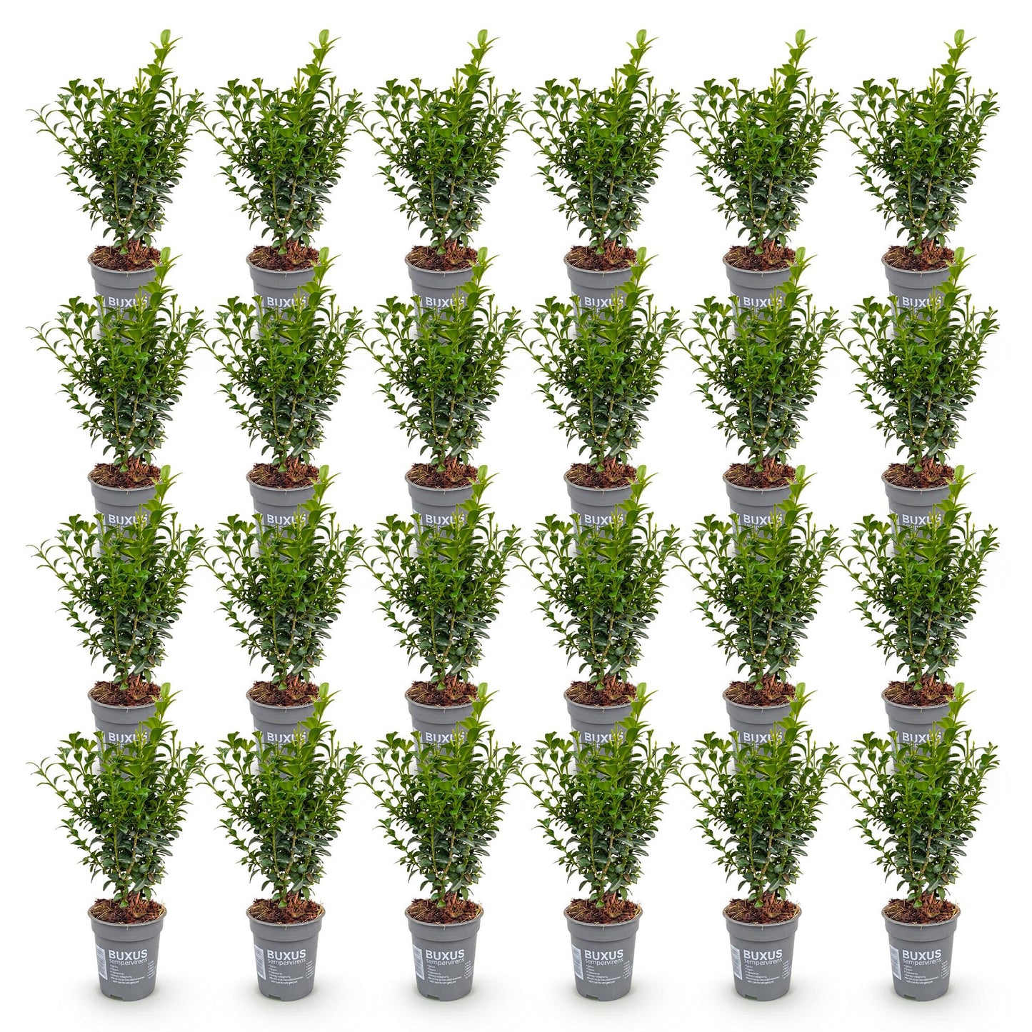Green boutiQ - 24x Buxus sempervirens - Palm Tree - Hedge Plants - Evergreen - Green - Pot 9cm - Height 20-25cm
