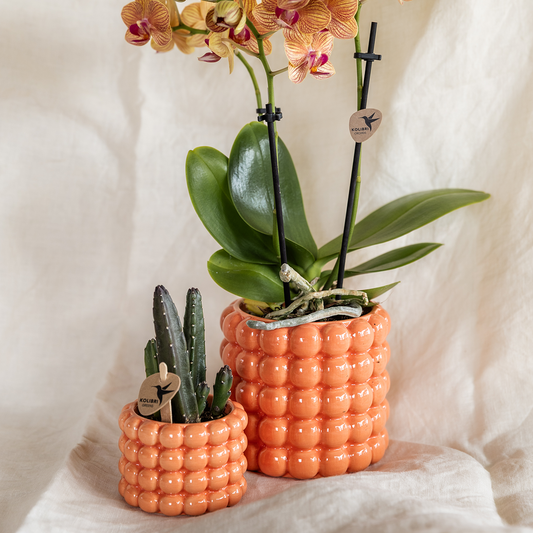 Kolibri Company | Set di piante di papavero arancione | Orchidea Phalaenopsis arancione Giamaica e succulenta, inclusi vasi decorativi in ​​ceramica