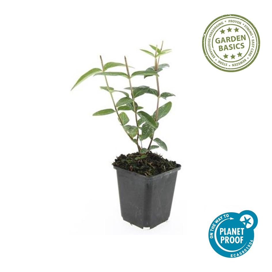 48x Hypericum inodorum - ↕10-25cm - Ø9cm