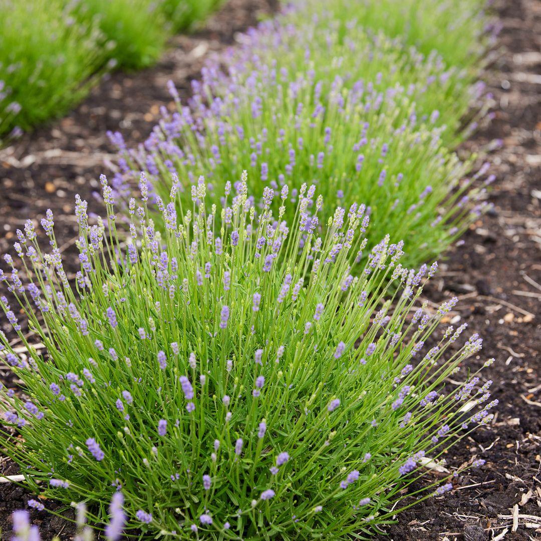Lavandula angustifolia Felice® - 12 cm pot - Set of 6 Real Lavender plants