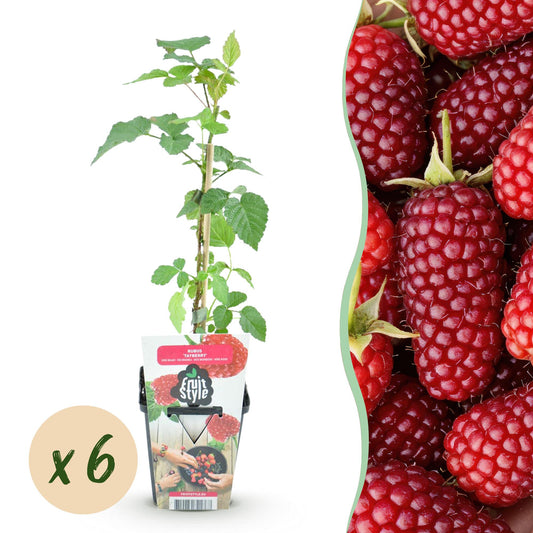 Fruit Plants - Tayberry - Rubus Tayberry - Winter Hardy - 6 Plants - 9 cm Pot - Red Berry
