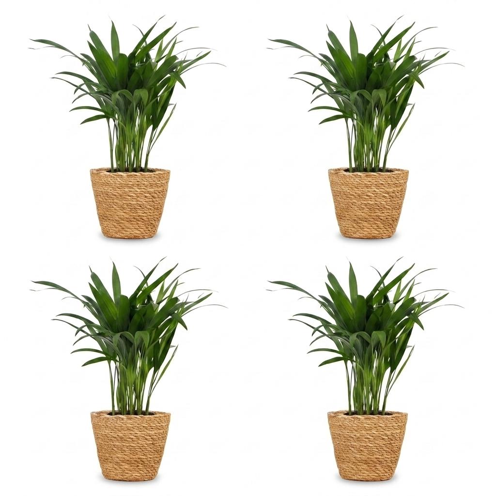 Areca Lutescens - Golden Palm - 4 Plants - with Basket - Pot 12cm - Height - 45cm