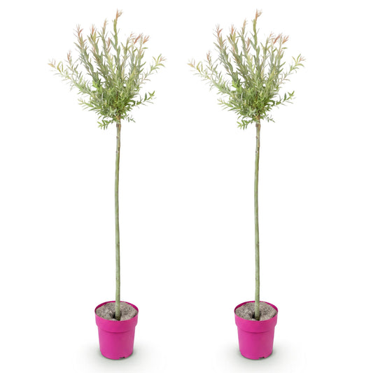 2x - Salix Flamingo - Ø23cm - ↕140-160cm
