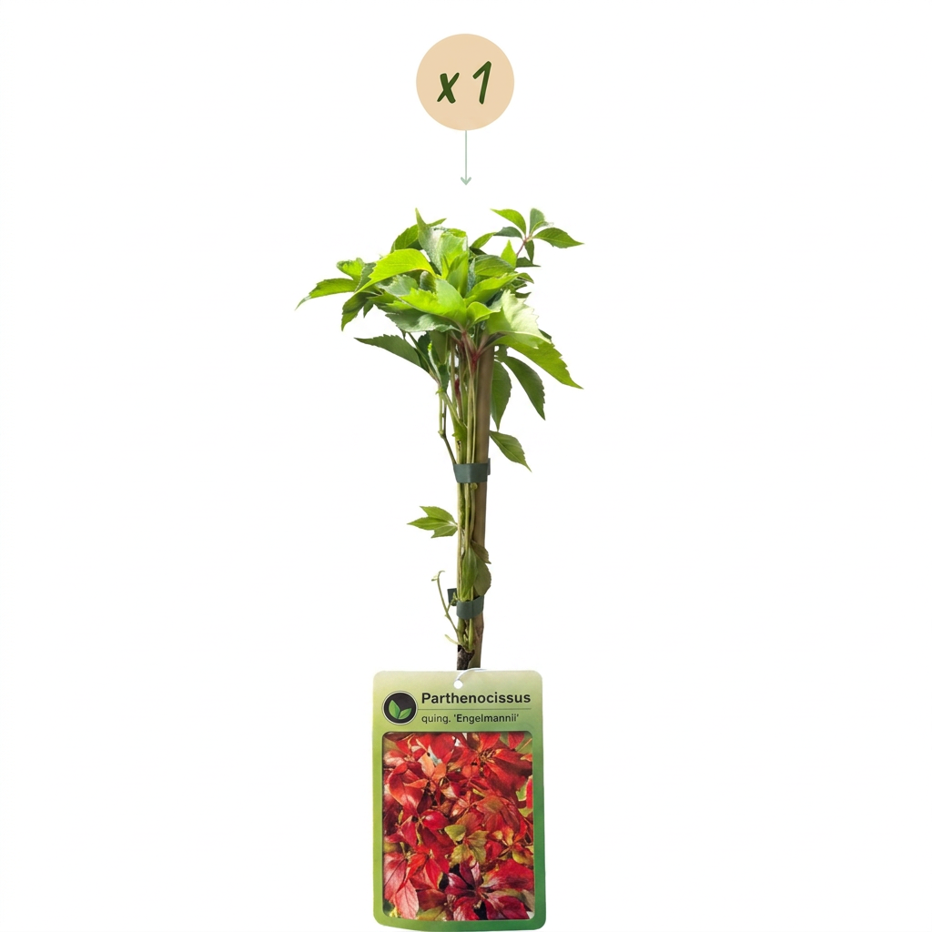 Parthenocissus quin. 'Engelmannii' - Vite del Canada 'Engelmannii' - Giallo - Verde - Pianta rampicante - Ø9cm - ↕35cm