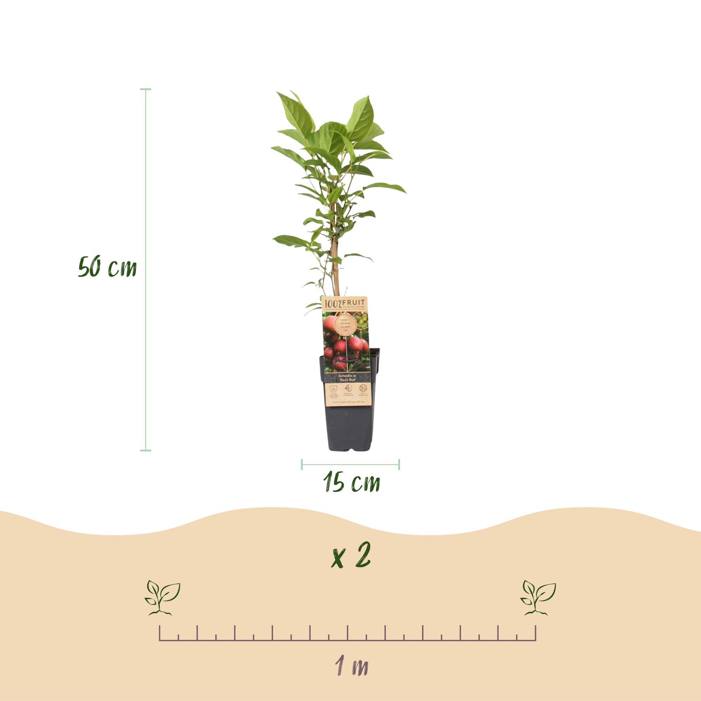 Fruitplant - Actinidia Weiki & Hayward, Ken,s Red, Golden Kiwi - Kiwiplant - 1 Mannelijke - 3 Vrouwelijke - Planten - Groen-Rood-Geel - Pot 15cm - Hoogte 50cm