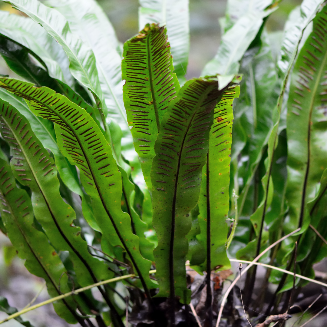 24x Asplenium scolopendrium - ↕10-25cm - Ø9cm