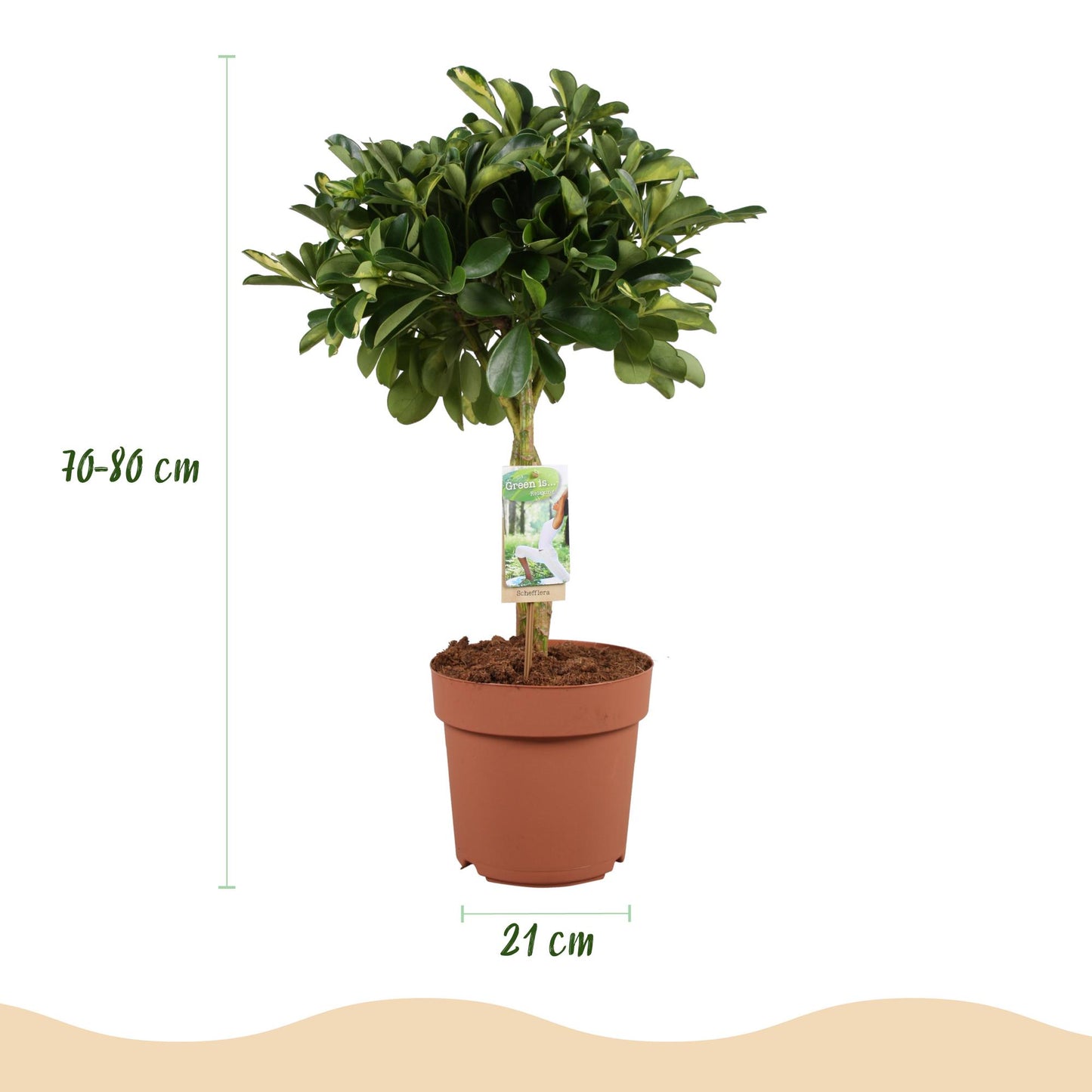 Green is... Houseplants - Schefflera Gold Capella - Dwarf Umbrella Tree - Low maintenance - Green - 1 Plant - Pot 21cm - Height 70-81cm