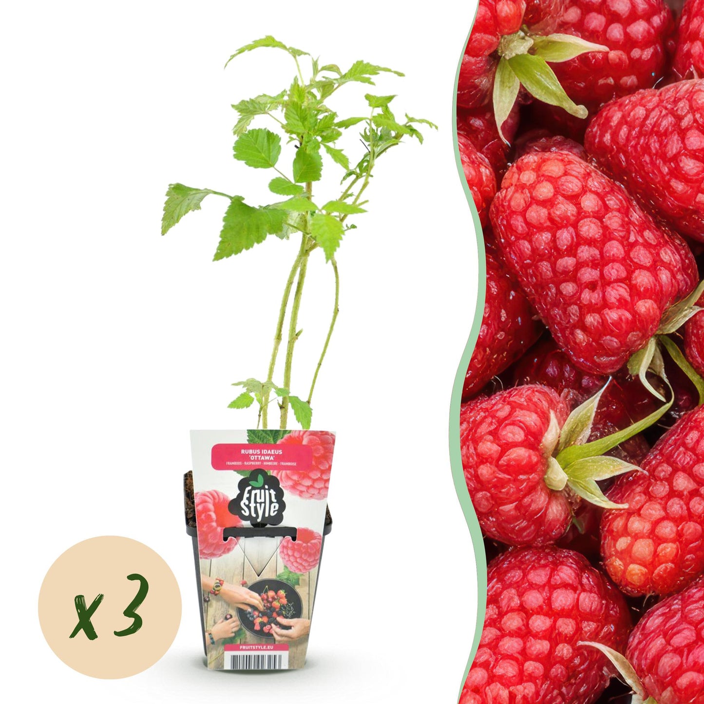Green boutiQ - Fruit Plants - Raspberry - Rubus idaeus Heritage - Winter Hardy - 3 Plants - 9 cm Pot - Red Raspberry