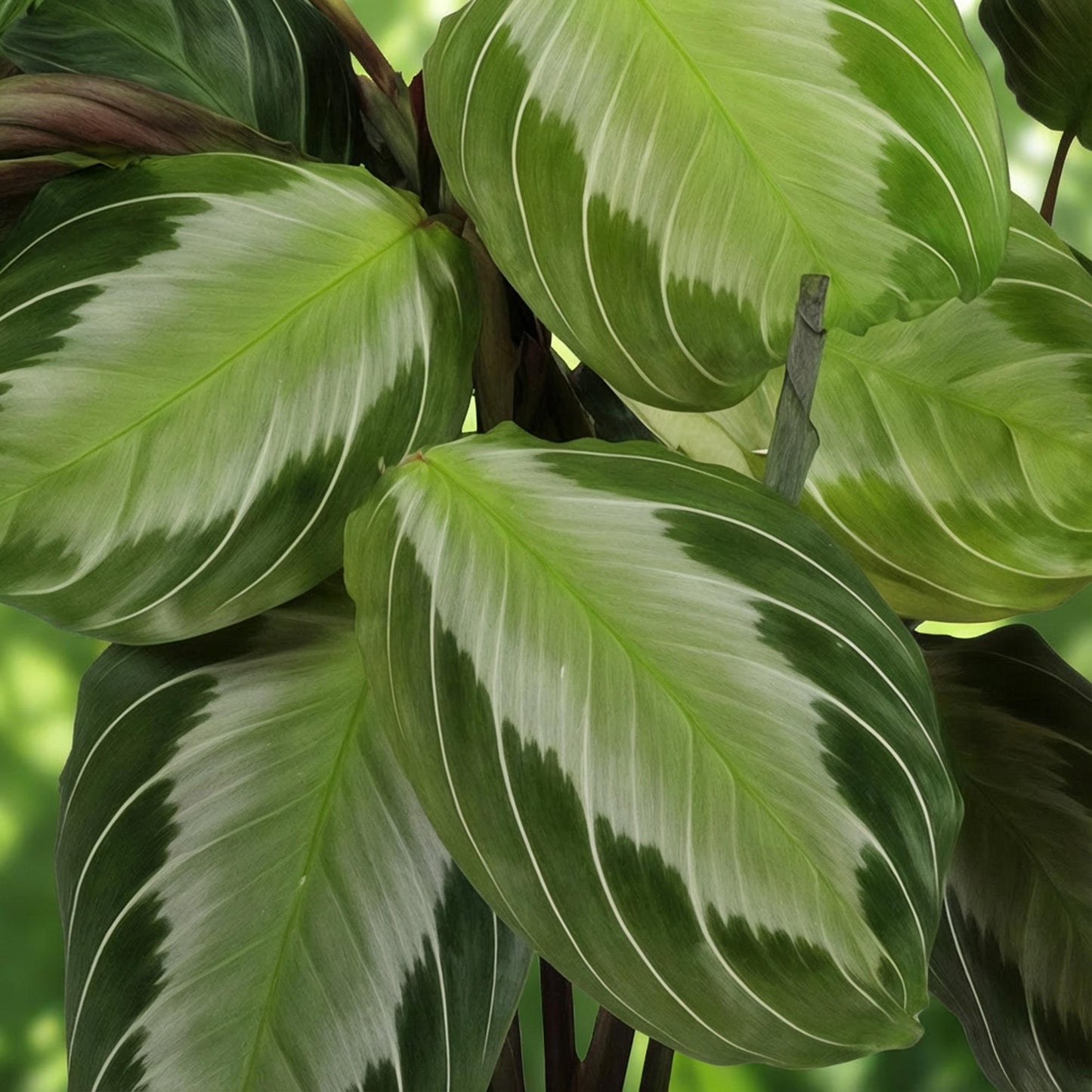 Kamerplant - Maranta Fascinator Silverband - Gebedsplant - Huisdiervriendelijke Plant - Groen - 1 Plant - met Mand - Pot 12cm - Hoogte 25cm
