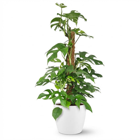 Green boutiQ - Indoor Plant - Mini Swiss Cheese Plant - Monstera Minima Moss Pole - Green - Low Maintenance - 1 Plant - with White Potter - Pot 19cm - Height 90cm