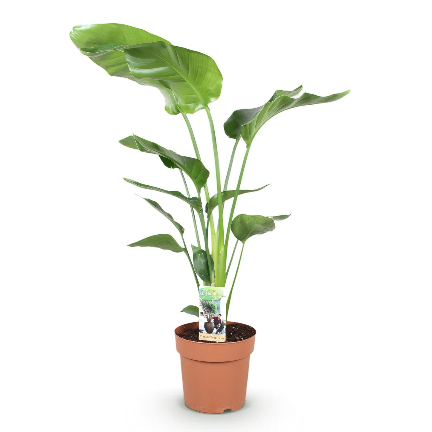Green boutiQ - Houseplants - Strelitzia Nicolai - Bird of Paradise - Low maintenance - Green - 1 Plant - Pot 21cm - Height 110-120cm