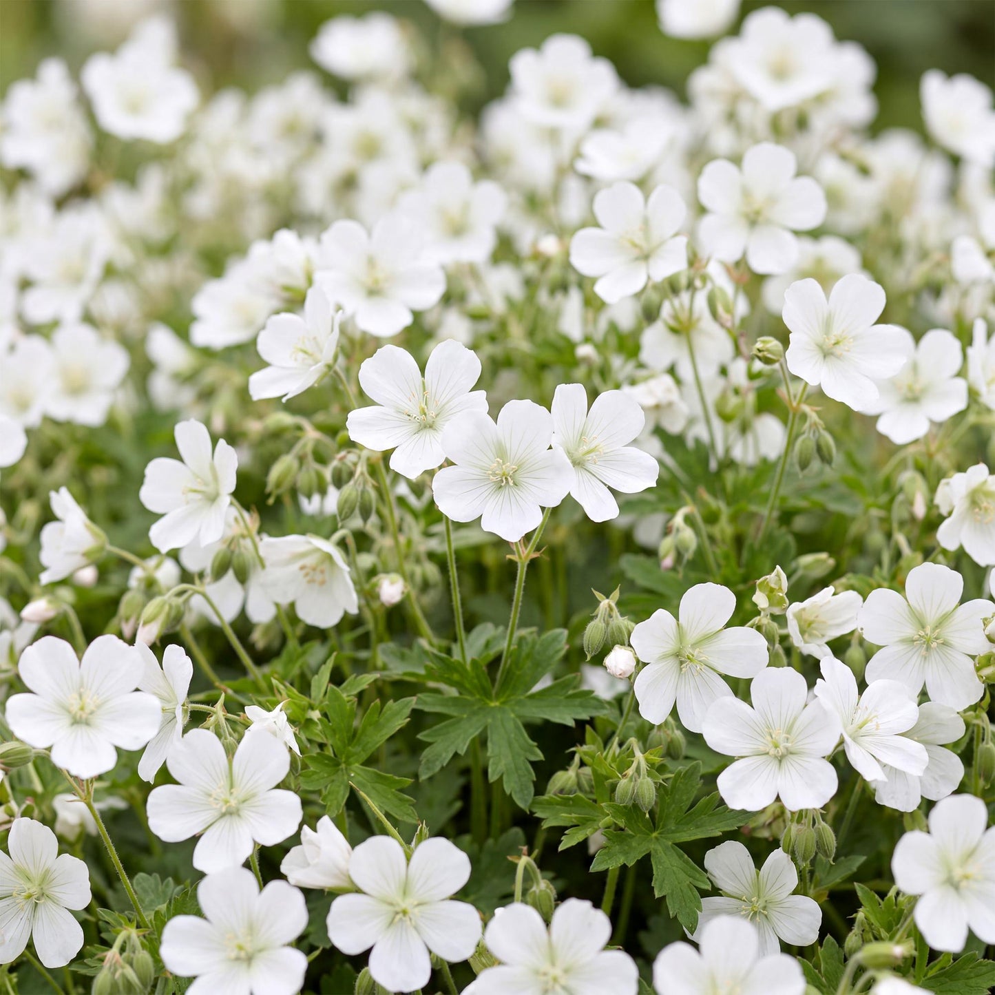 Perennial - Geranium sanguineum 'Album' - Bloody Cranesbill - Groundcover - White - 12 Plants - 11cm Pot - 15-25cm Height